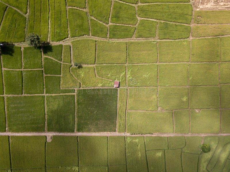 Arial view of old galvanized cottage in rice fields growing. concept agriculture