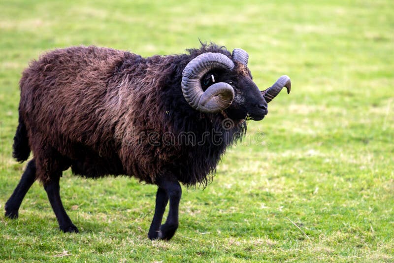 Aries, the Sign of the Zodiac, is Represented by the Animal the Ram. Stock  Photo - Image of ovis, mountain: 236481332