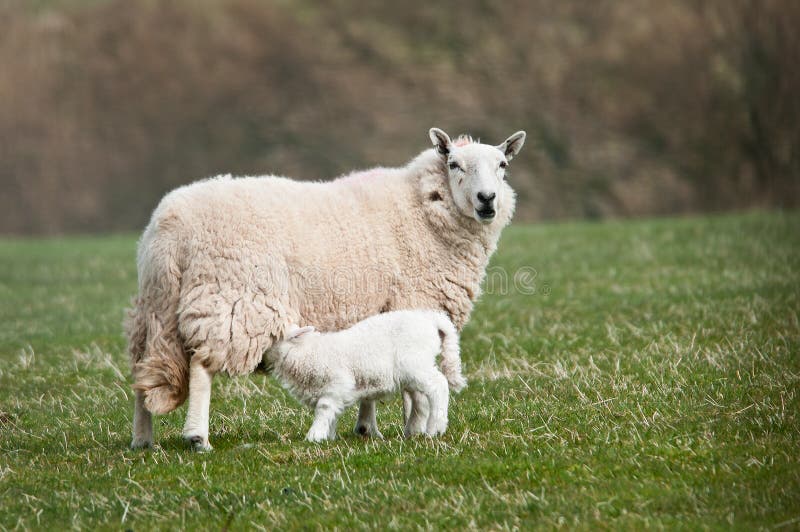Feeding Time (Ovis aries) - Ewe & lamb in pasture. Feeding Time (Ovis aries) - Ewe & lamb in pasture
