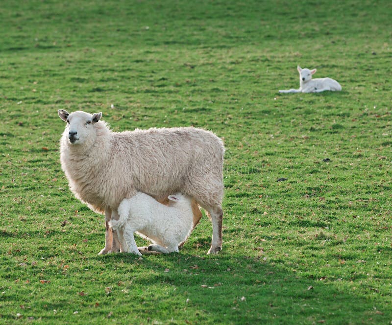 Feeding Time - Sheep (Ovis aries) Ewe & Lamb with another lamb in background. Feeding Time - Sheep (Ovis aries) Ewe & Lamb with another lamb in background