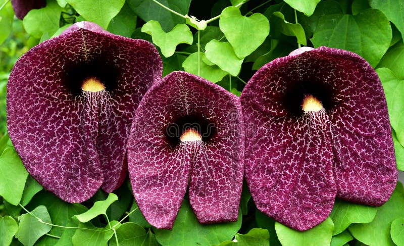 Purple flower of Brazillian Dutchman's Pipe, Duck Flower, Giant Pelican  Flower or Aristolochia gigantea Mart bloom with sunlight in the garden  isolated on white background included clipping path. Photos