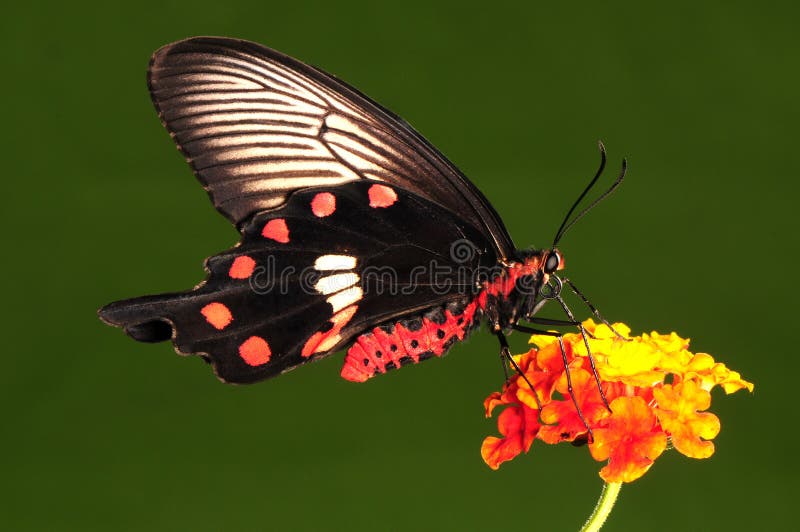 Butterfly on flower, ready to suck nectar. Butterfly on flower, ready to suck nectar