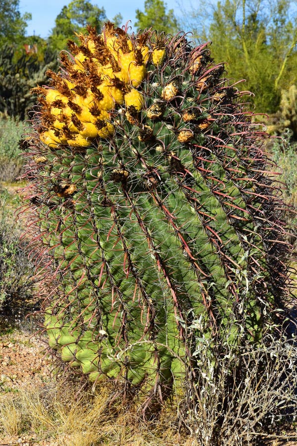 Arizona Barrel Cactus Sonora Desert Arizona Stock Image - Image of ...