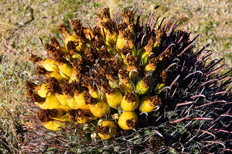Arizona Barrel Cactus Fruit Closeup Sonora Desert Arizona Stock Photo ...