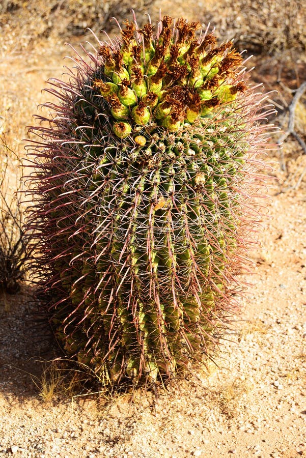 Arizona Barrel Cactus Sonora Desert Arizona Stock Image - Image of ...