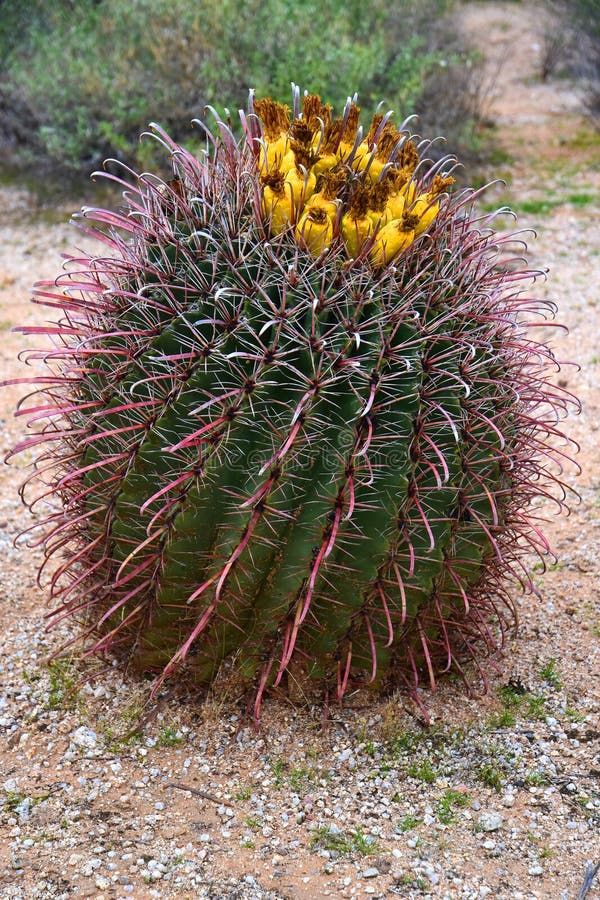 Arizona Barrel Cactus Sonora Desert Arizona Stock Image - Image of ...