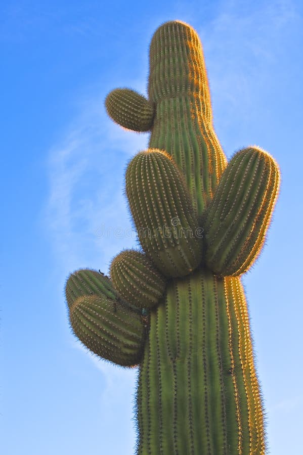 Arizona Desert Saguaro Cactus