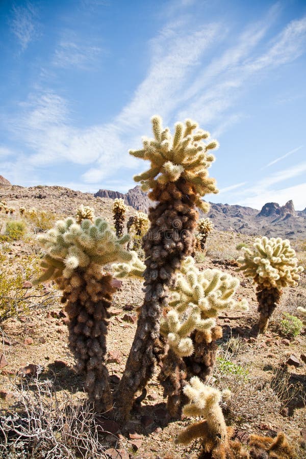 Arizona cactus trees