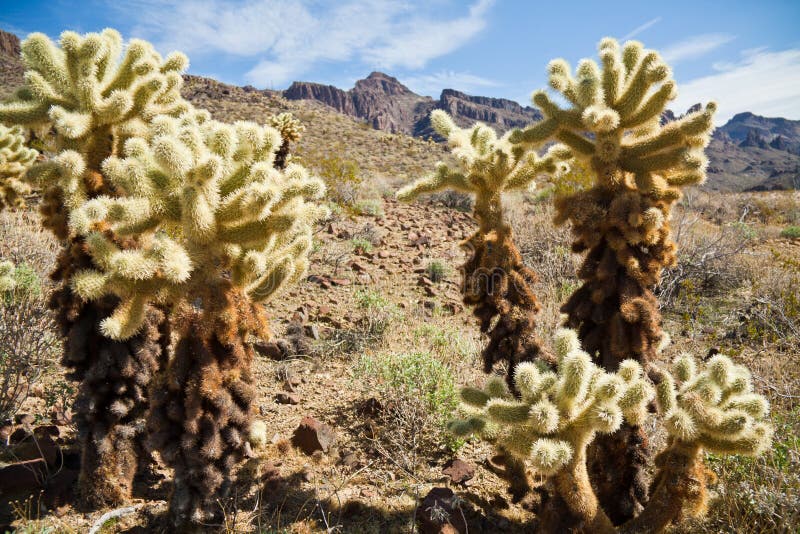 Arizona cactus trees