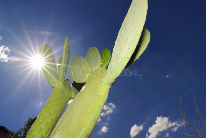 Arizona caliente foto de archivo Arizona caliente foto de archivo
