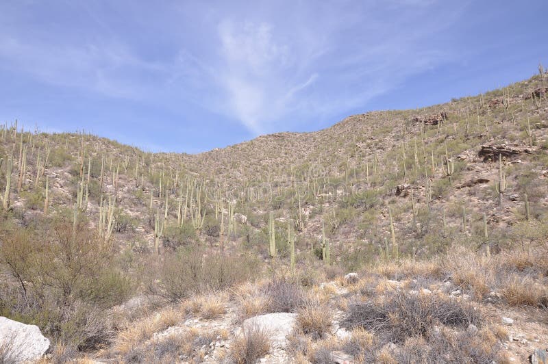 Arizona Desert