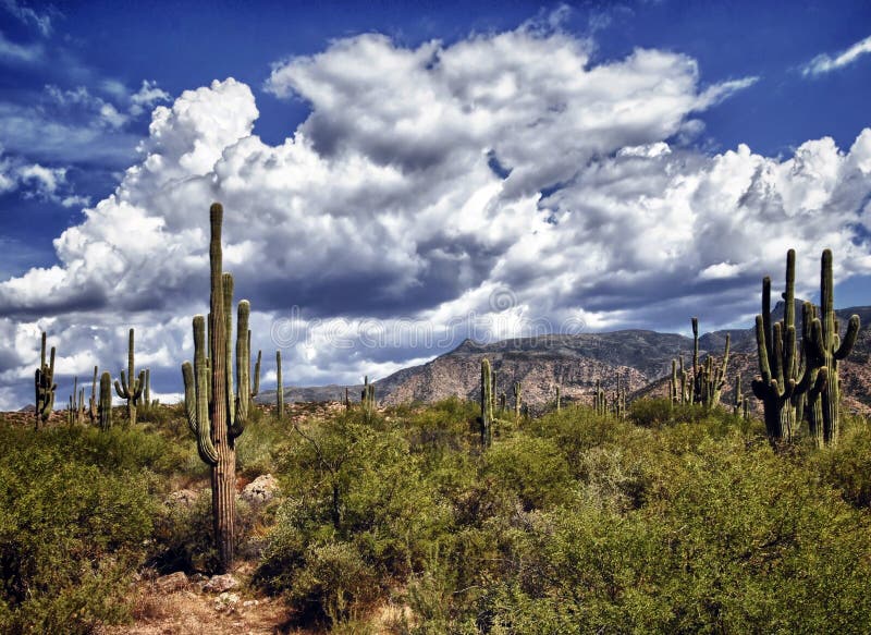 Scénické zobrazenie arizona púšti.