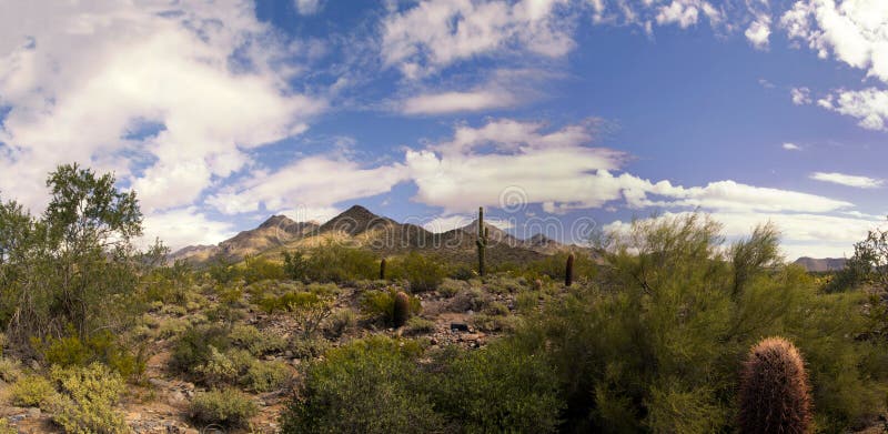 Arizona desert cactus and mountains landscape
