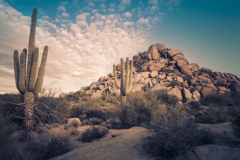 Arizona desert cactus tree landscape