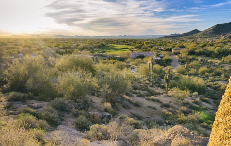 Arizona Desert Cactus Tree Landscape Stock Photo Image of plant