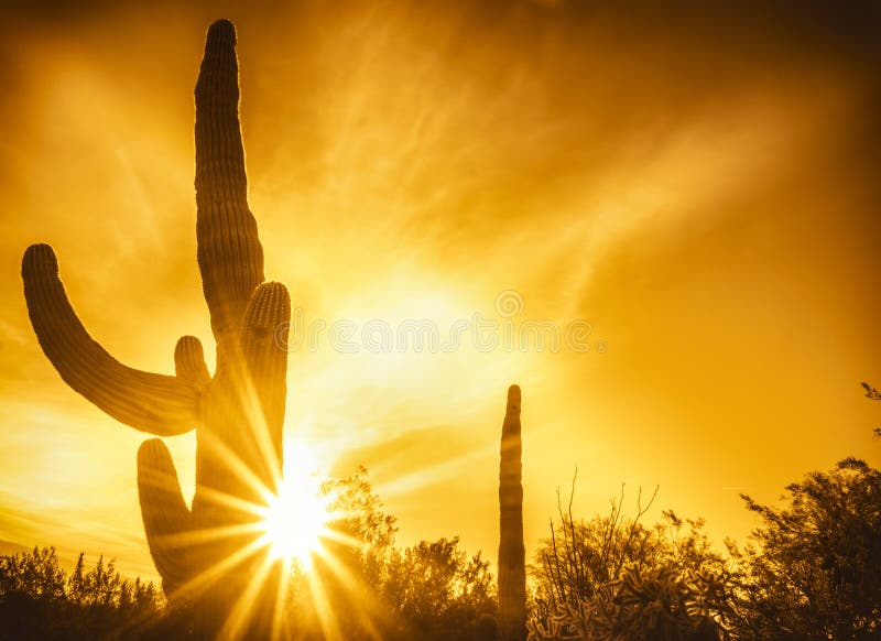 Arizona Desert Cactus Tree Landscape Stock Image - Image of mountain ...