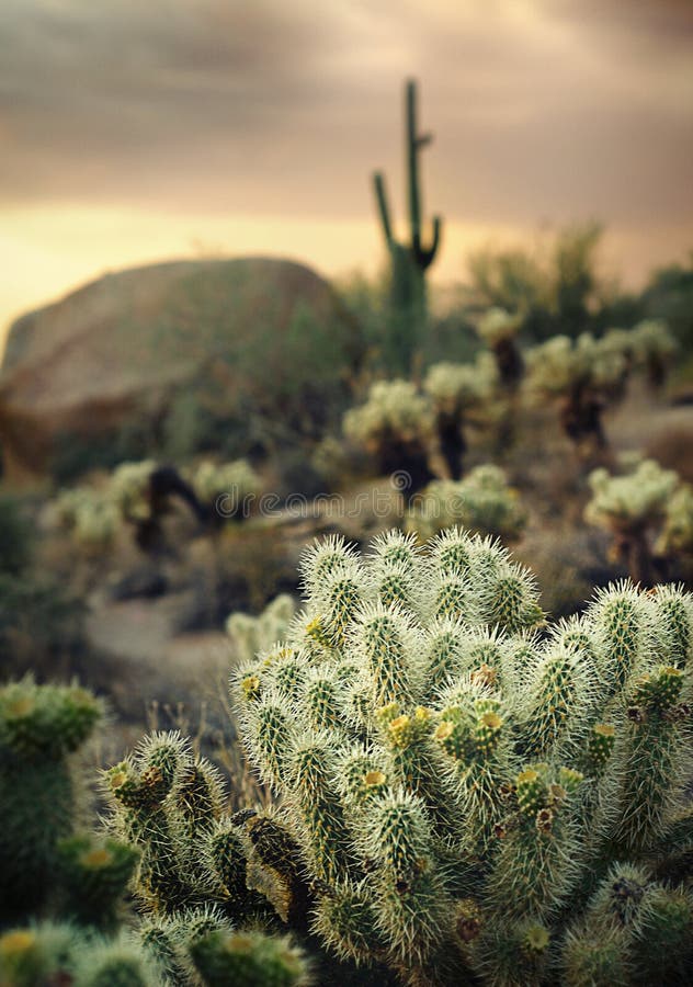 Arizona Desert Cactus Tree Landscape Stock Photo Image of saguaro