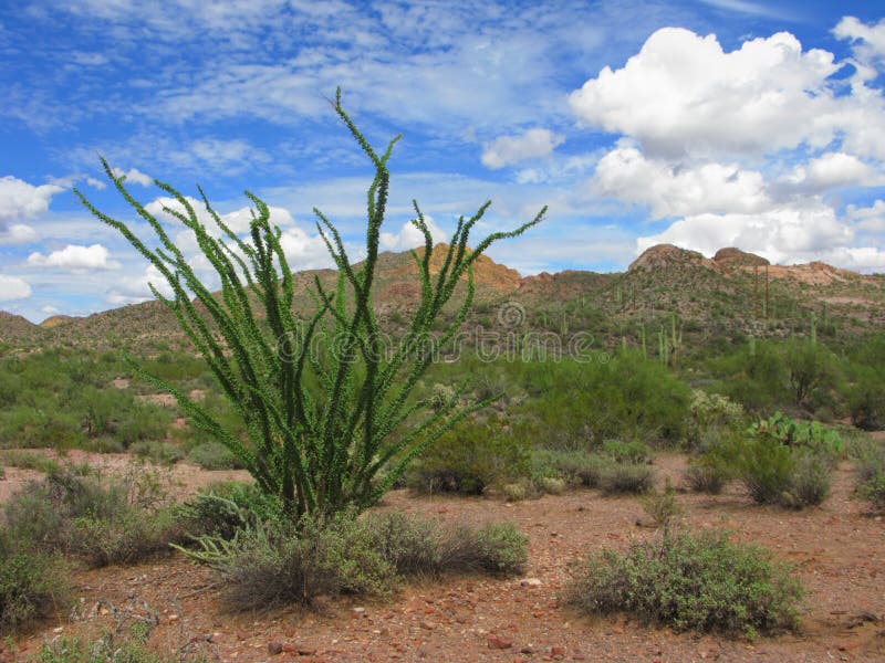 Arizona Fouquieria Ocotillo Stock Photo Image of spikes, clouds 6442764