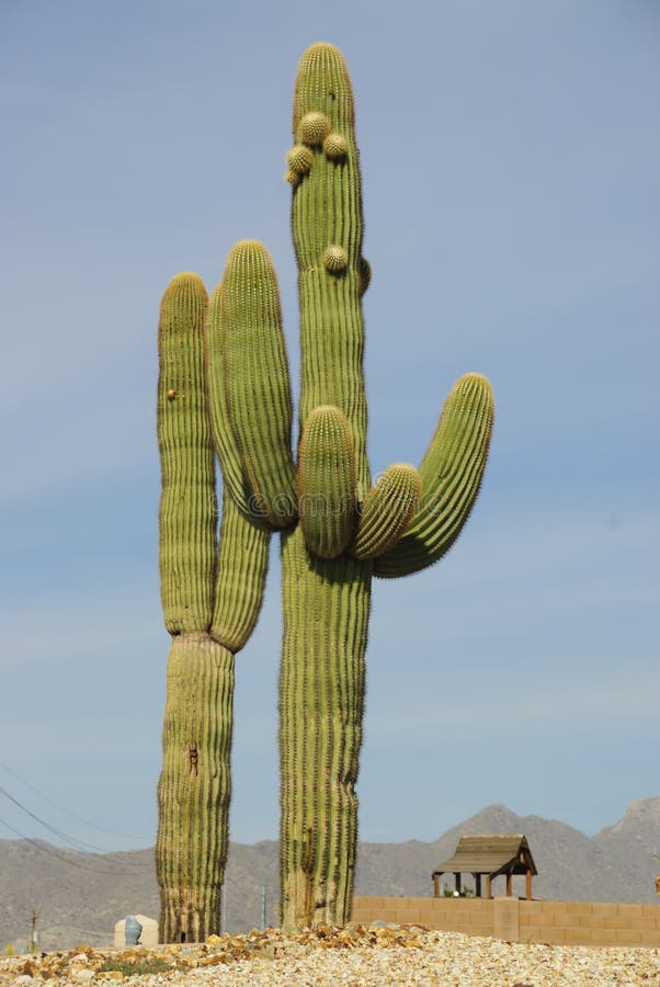 arizona kaktus zdjęcie stock arizona kaktus zdjęcie stock
