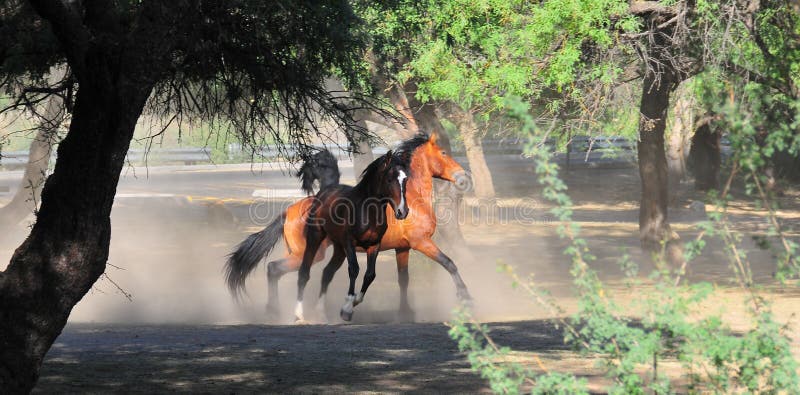 Arizona Landscape with Salt River Wild Horses