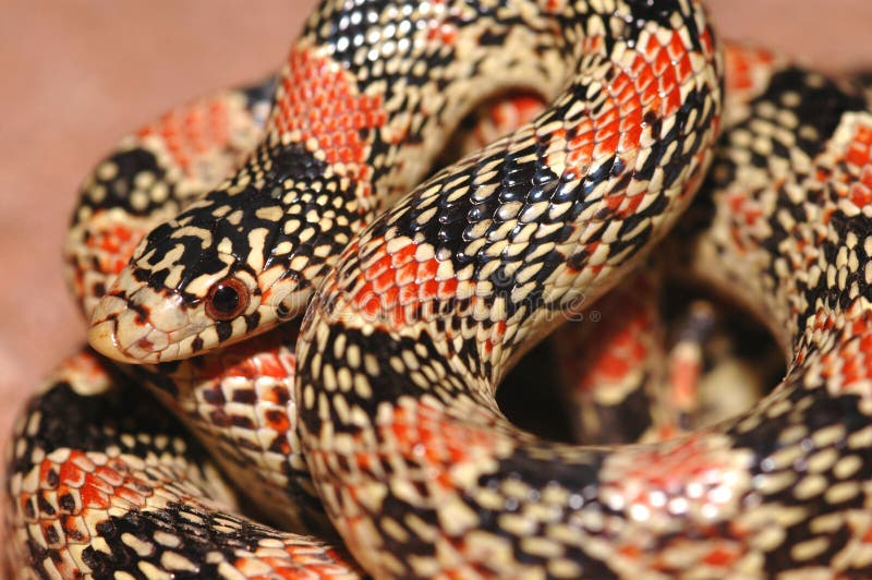 Arizona Longnose Snake stock photo. Image of critter, wildlife - 2484226