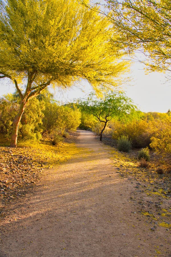 Arizona Palo Verde Tree En La Floración Imagen de archivo Imagen de