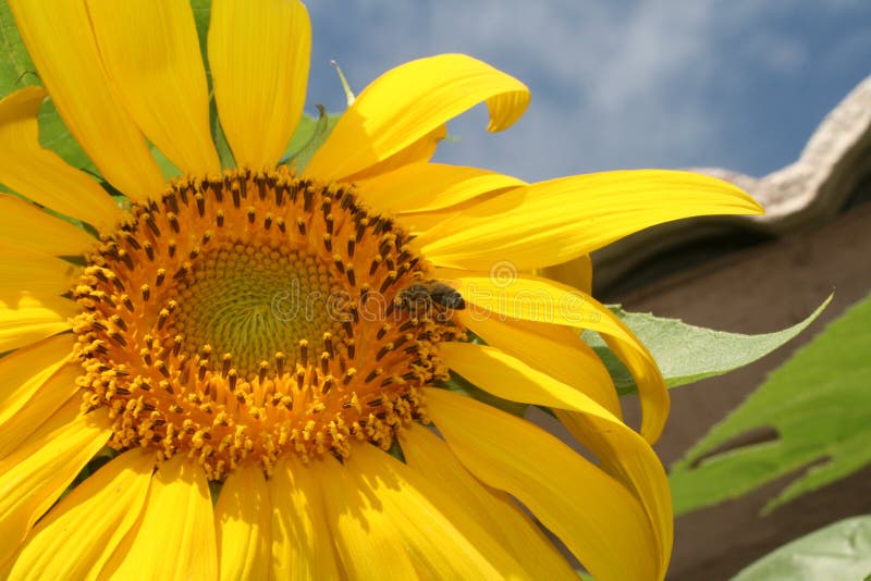 Arizona Sunflower stock image. Image of arizona, yellow 12752727