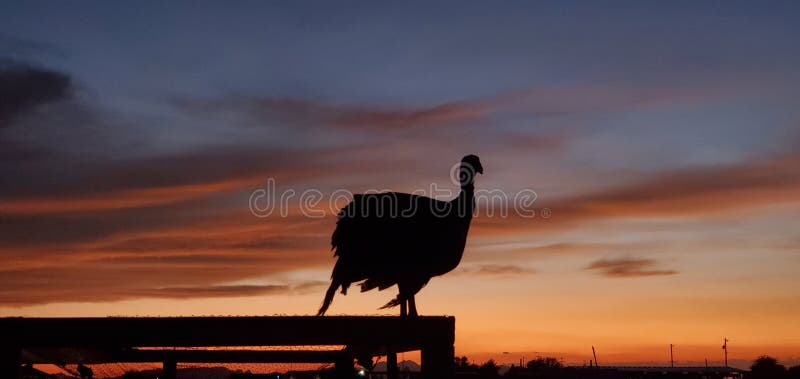 Arizona sunset in August stock photo. Image of morning - 229493202