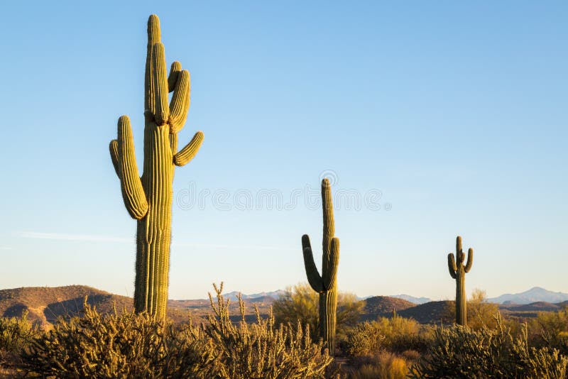 Arizona-Wüsten-Landschaften stockfotos Arizona-Wüsten-Landschaften stockfotos
