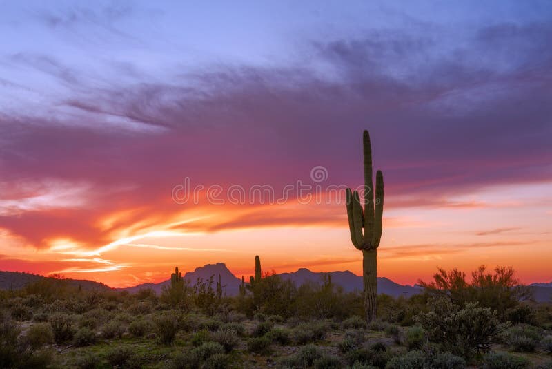 Arizonas ökenlandskap vid solnedgång med saguaro cactus