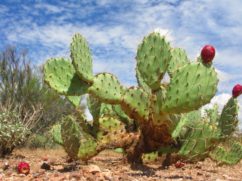Arizonian Prickly Pear Cactus Stock Image Image of