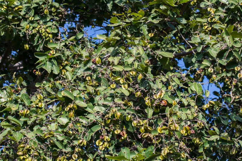 213 Arjuna Tree Stock Photos - Free & Royalty-Free Stock Photos from Dreamstime 213 Arjuna Tree Stock Photos - Free & Royalty-Free Stock Photos from Dreamstime