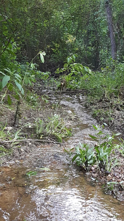 Arkansas woods stock photo. Image of vegetation, pond 185598542