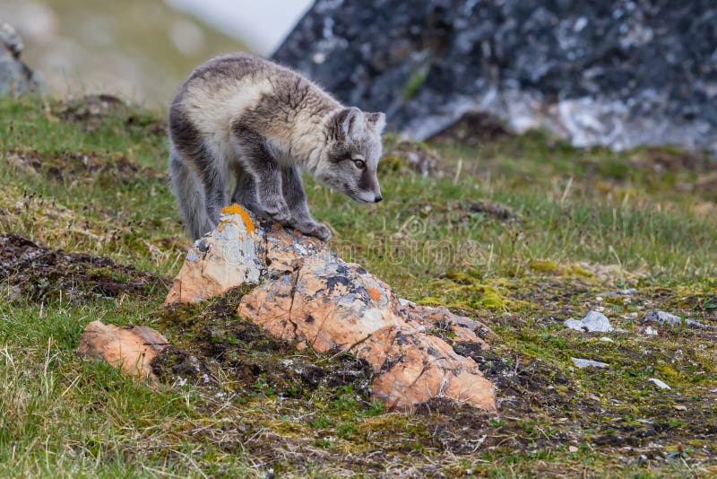 Arctic fox sits on the red stone on a rock surrounded by green grass white snow and yellow moss against the background of a black rock on the western part of the Svalbard archipelago. Arctic fox sits on the red stone on a rock surrounded by green grass white snow and yellow moss against the background of a black rock on the western part of the Svalbard archipelago