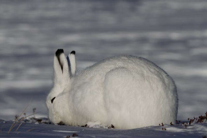 Arktische Hasen, die auf einer schneebedeckten Tundra weiden lassen lizenzfreie stockfotos Arktische Hasen, die auf einer schneebedeckten Tundra weiden lassen lizenzfreie stockfotos