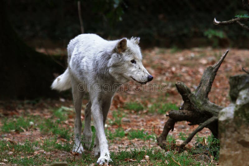 Arktische Wolf Canis Lupus arctos stockfotos Arktische Wolf Canis Lupus arctos stockfotos