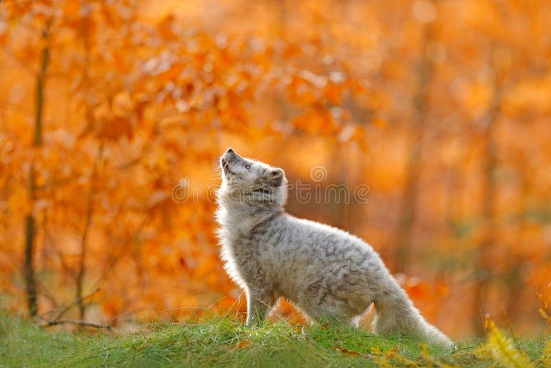 Arktischer polarer Fuchs, der in orange Herbstlaub läuft Netter Fox, Fallwaldschönes Tier im Naturlebensraum Orange Fuchs, detai