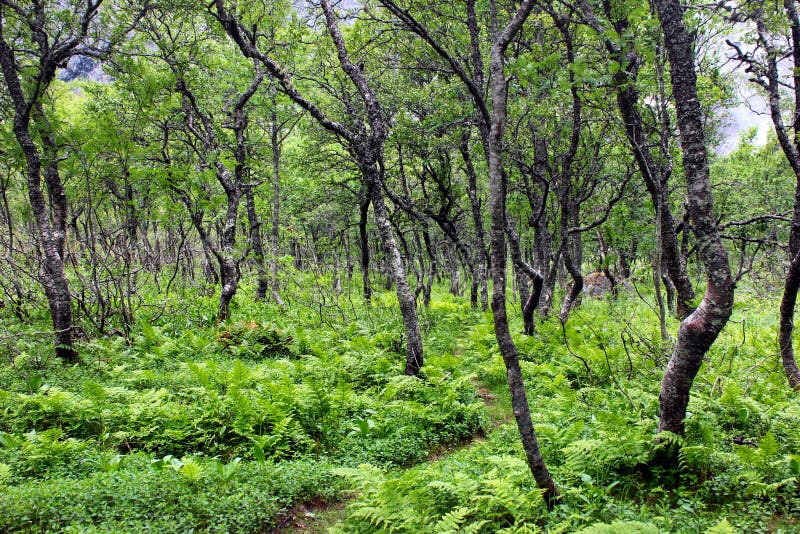 Arktischer Wald von knotigen zwergartigen Birken und von Farn, Norwegen lizenzfreies stockfoto Arktischer Wald von knotigen zwergartigen Birken und von Farn, Norwegen lizenzfreies stockfoto