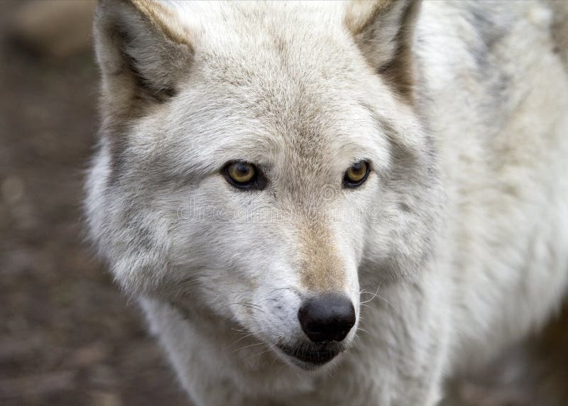 Arktischer Wolf auf dem Ausblick stockfotografie Arktischer Wolf auf dem Ausblick stockfotografie