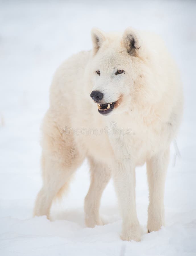 Arktischer Wolf (Canis Lupus arctos) im Schnee. stockbilder Arktischer Wolf (Canis Lupus arctos) im Schnee. stockbilder