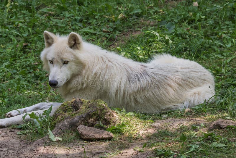 Arktischer Wolf, der auf dem Waldboden stillsteht lizenzfreie stockfotografie Arktischer Wolf, der auf dem Waldboden stillsteht lizenzfreie stockfotografie