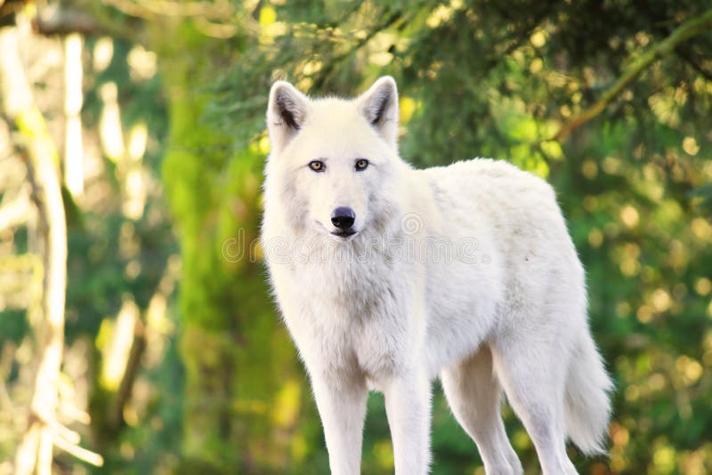 Arktyczny Biały wilka Canis lupus arctos aka Biegunowy wilk, Biały wilk lub obraz royalty free Arktyczny Biały wilka Canis lupus arctos aka Biegunowy wilk, Biały wilk lub obraz royalty free