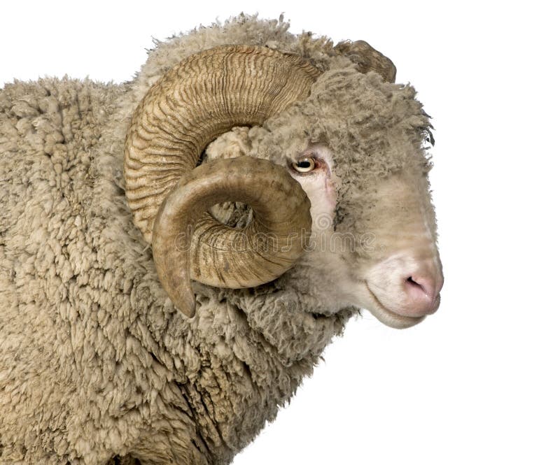 Arles Merino sheep, ram, 5 years old