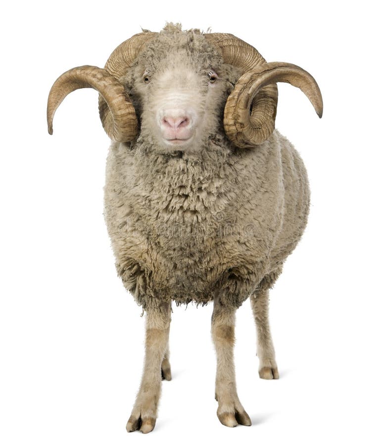 Arles Merino sheep, ram, 5 years old