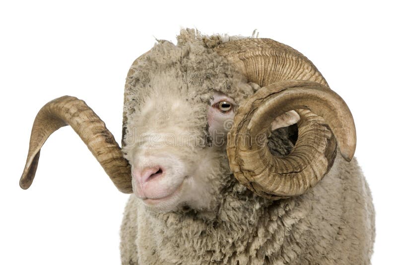 Arles Merino sheep, ram, 5 years old