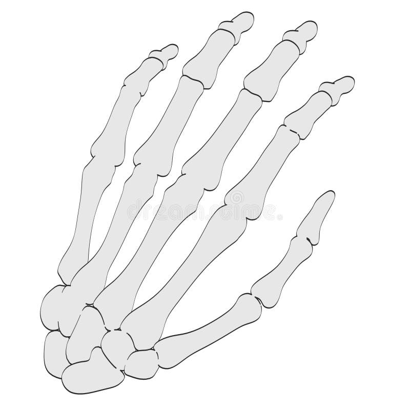 Bones Arm Stock Illustrations 1,878 Bones Arm Stock Illustrations