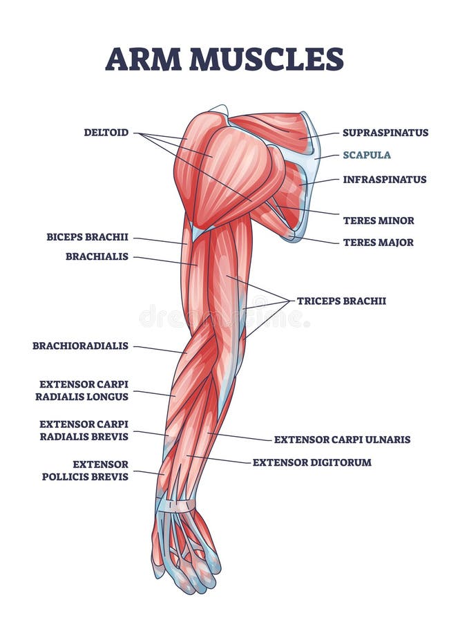 Arm supination and pronation vector illustration. Labeled