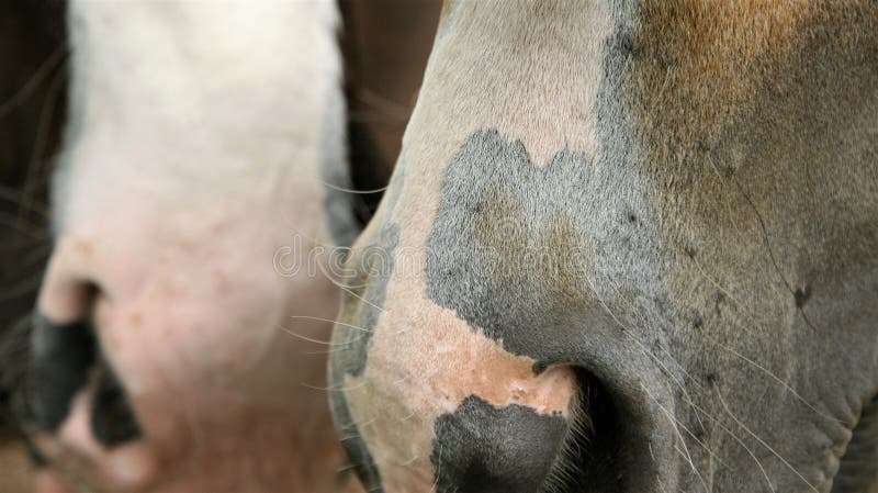 Fundo Narizes Nariz De Cavalo Sorrindo Luz Foto E Imagem Para