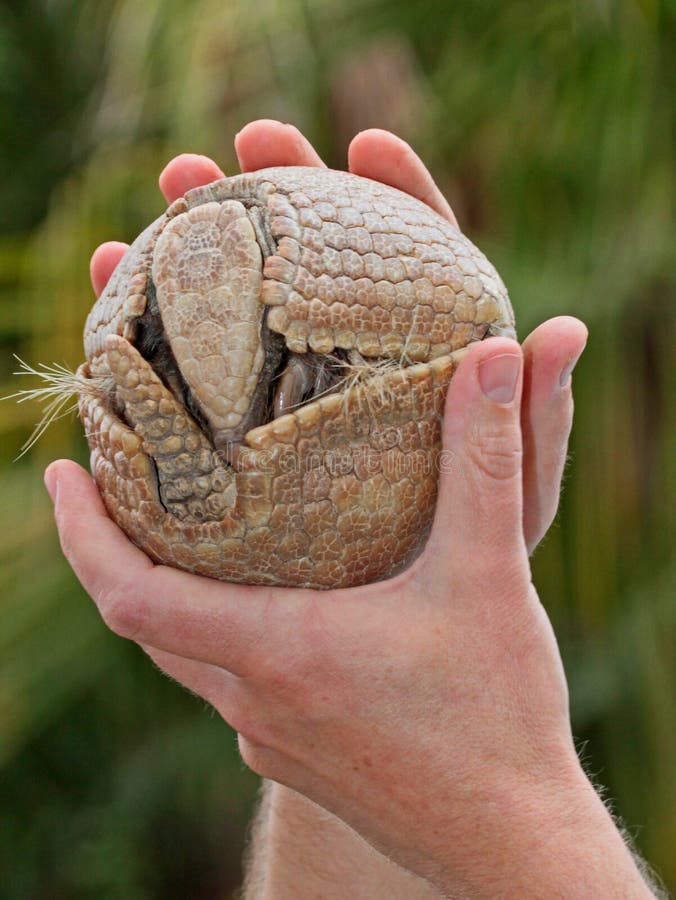 Armadillo imagenes de archivo