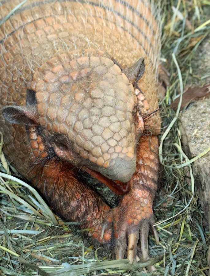 Armadillo foto de archivo libre de regalías